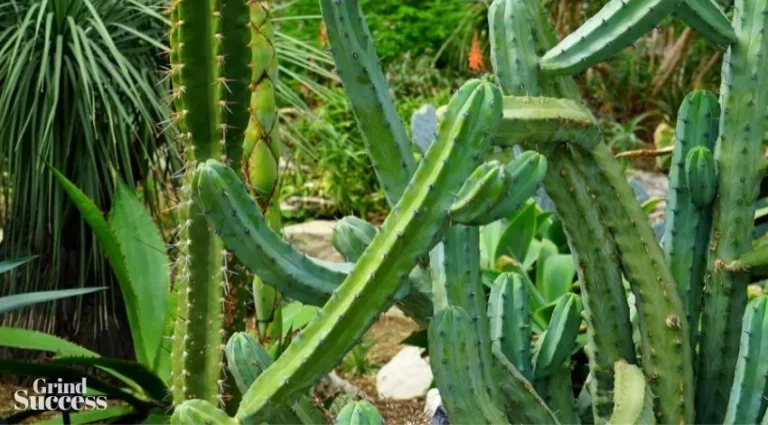 Cactus Business Names: 500+ Succulent Company Name Ideas