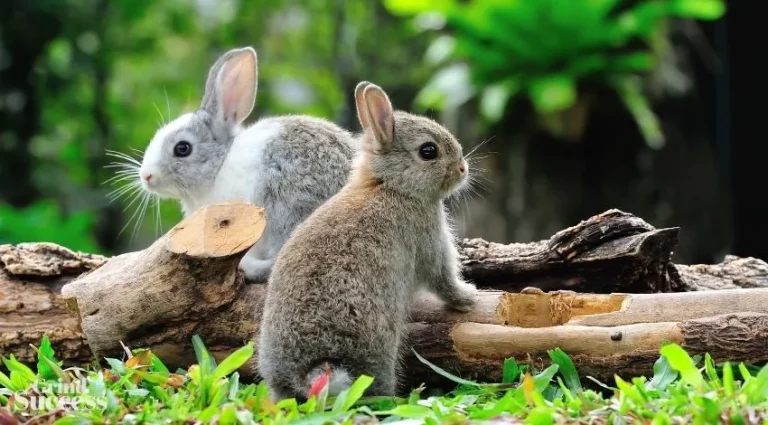 Rabbit Business Names: 420+ Catchy Name For Your Brand