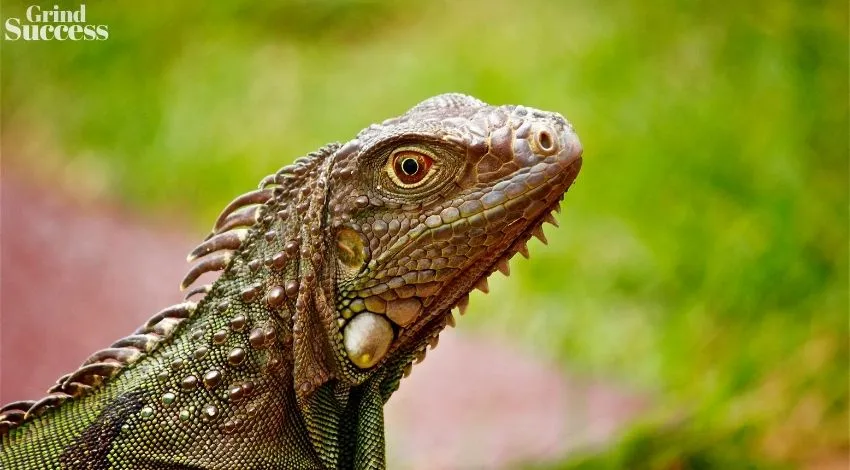 Reptile Names: 900+ Catchy Reptile Business Names