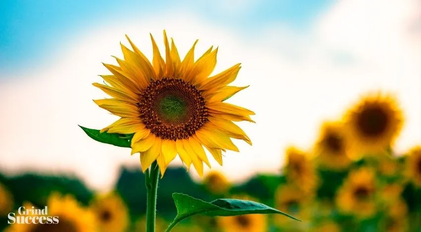 477 Best Sunflower Business Names And Ideas Ever [2023]