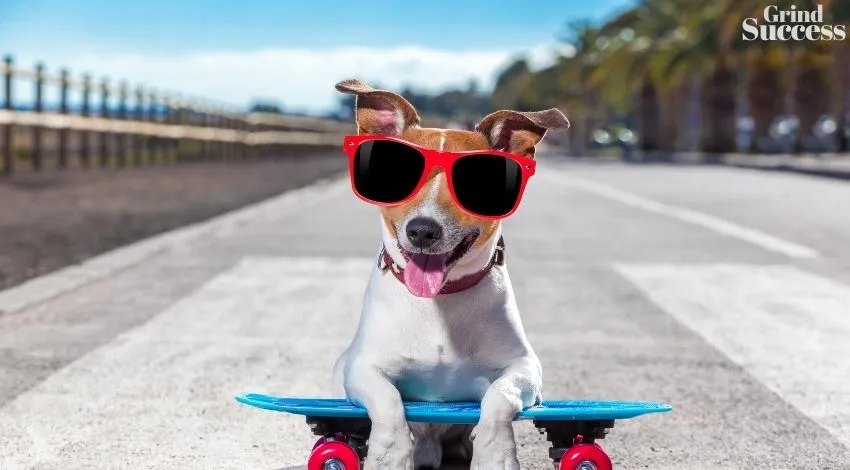600+ Cool Dog Boarding Business Names And Ideas Ever [2023]