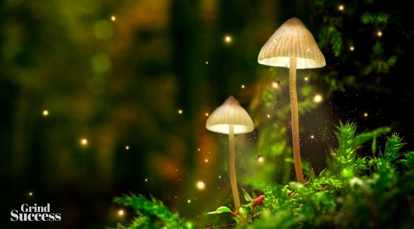 Mushroom Business Names: 550+ Catchy Name For Your Brand