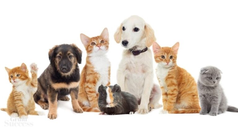 969+ Catchy Pet Sitting Business Names Names Ideas [2022]