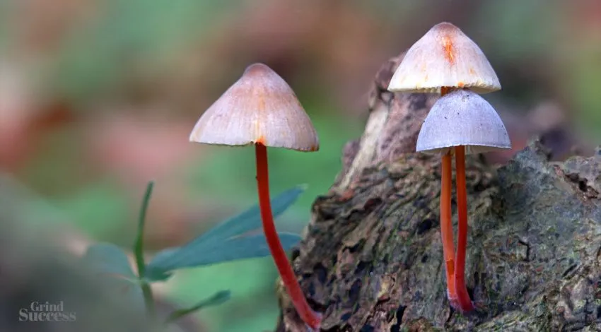 Unique mushroom company names ideas
